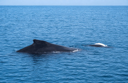Paga $96: Avistamiento de Ballenas