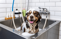 Desde $11: Baño y Guardería Para Perros