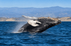 Paga $73.50: Avistamiento de Ballenas