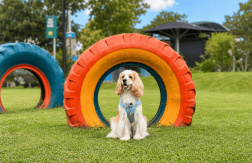 Paga $5.35: Parque de Perros