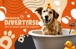 Desde $7: Baño y Guardería Para Perros