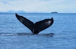 Paga $108: Avistamiento de Ballenas