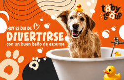 Desde $7: Baño y Guardería Para Perros