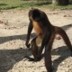 Paga $35: Pasadía en Isla Mamey thumbnail 7