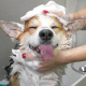 Paga $17.50: Baño para Perros thumbnail 1