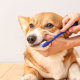 Paga $17.50: Baño para Perros thumbnail 2
