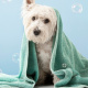 Desde $6.99: Baño para Mascotas thumbnail 1