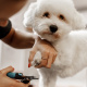 Desde $6.99: Baño para Mascotas thumbnail 3