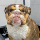 Desde $10: Baño para Perros thumbnail 1