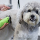 Desde $10: Baño para Perros thumbnail 3