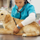 Desde $20: Consulta Veterinaria thumbnail 1
