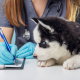 Desde $20: Consulta Veterinaria thumbnail 2