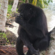 Paga $20: Tour a Isla Mamey thumbnail 3