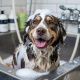 Desde $5: Baño y Estadía Para Perros thumbnail 1