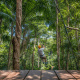 Paga $49: Tour de Canopy thumbnail 18