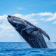 Desde $75: Tour de Avistamiento de Ballenas thumbnail 1