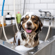 Desde $11: Baño y Guardería Para Perros thumbnail 1