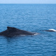 Paga $96: Avistamiento de Ballenas thumbnail 1