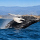 Paga $73.50: Avistamiento de Ballenas thumbnail 1
