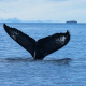 Paga $99: Avistamiento de Ballenas thumbnail 1