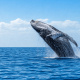 Desde $75: Tour de Avistamiento de Ballenas thumbnail 1