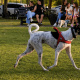 Paga $5.35: Parque de Perros thumbnail 3