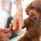 Desde $10: Consulta y Baño para Perros thumbnail 3