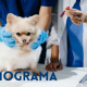 Desde $10: Consulta y Baño para Perros thumbnail 5