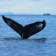 Paga $108: Avistamiento de Ballenas thumbnail 1