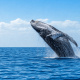 Desde $75: Tour de Avistamiento de Ballenas thumbnail 1