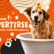 Desde $7: Baño y Guardería Para Perros thumbnail 1