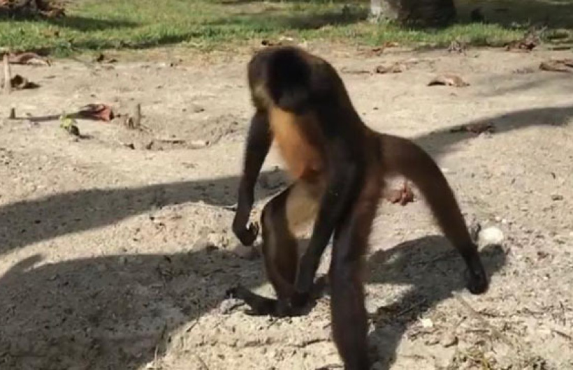 Paga $35: Pasadía en Isla Mamey