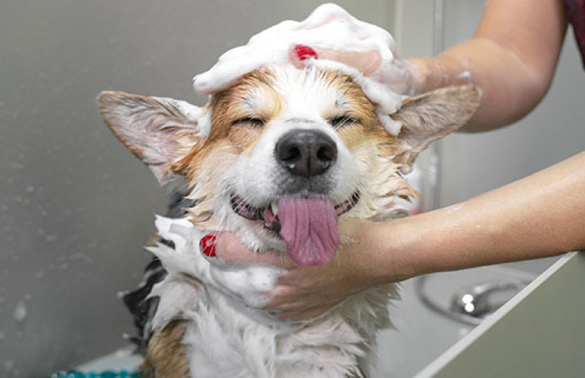 Paga $17.50: Baño para Perros