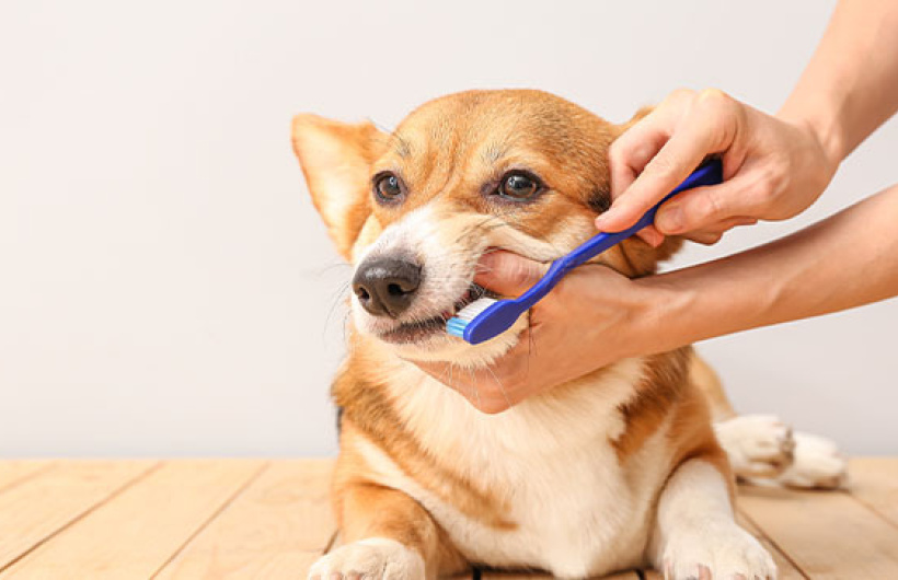 Paga $17.50: Baño para Perros
