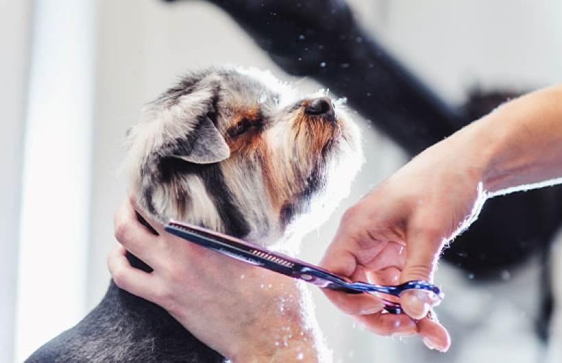 Paga $17.50: Baño para Perros
