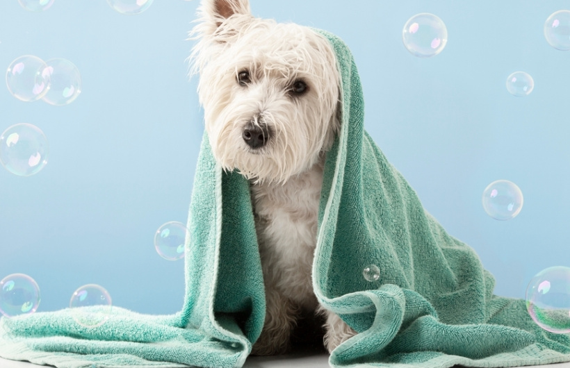 Desde $6.99: Baño para Mascotas