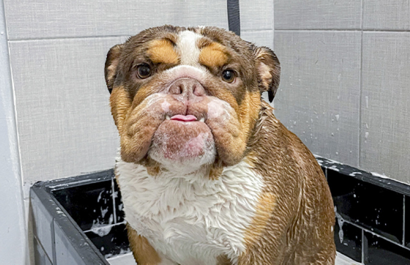 Desde $10: Baño para Perros