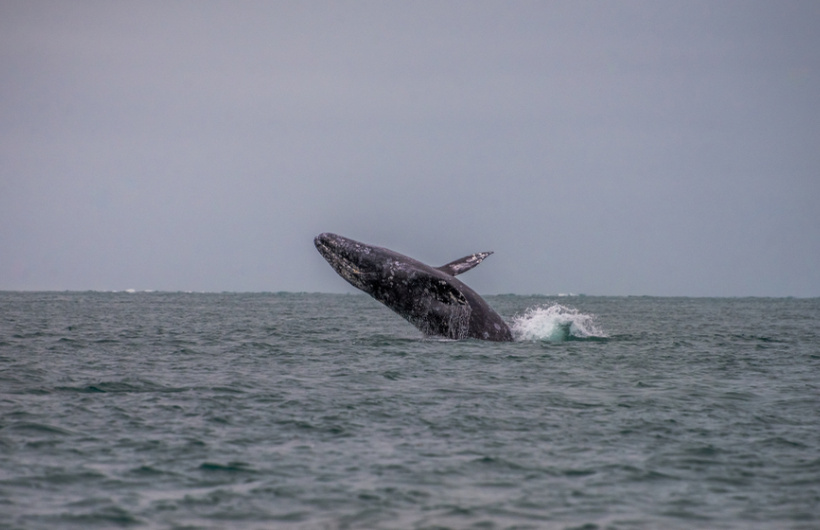 Paga $80: Avistamiento de Ballenas