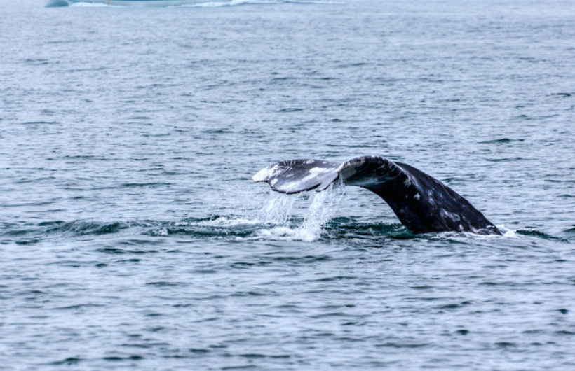Paga $80: Avistamiento de Ballenas