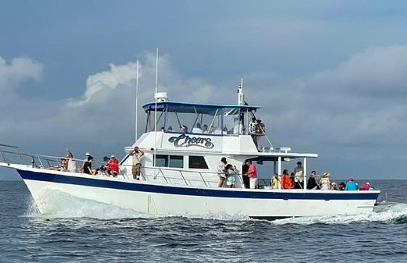 Paga $80: Avistamiento de Ballenas