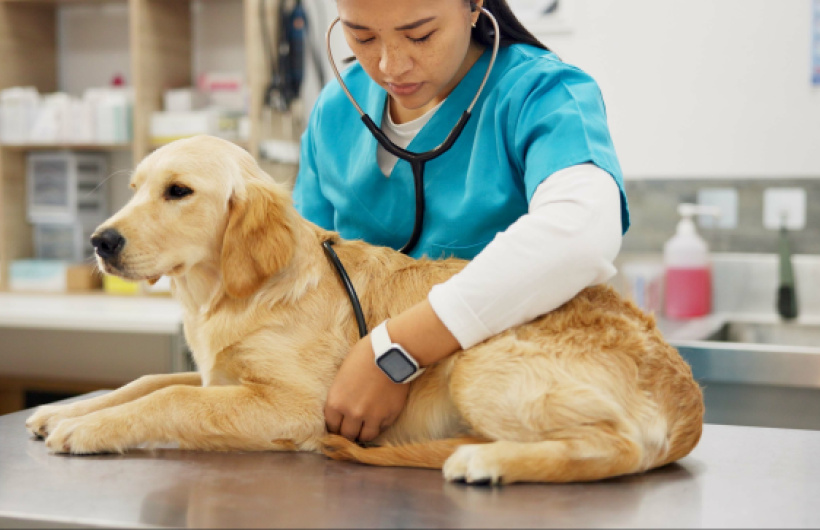 Desde $20: Consulta Veterinaria