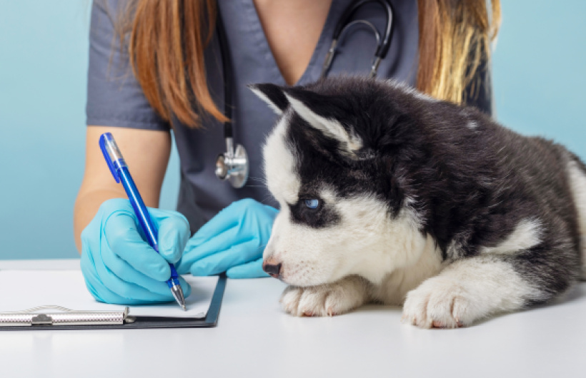 Desde $20: Consulta Veterinaria