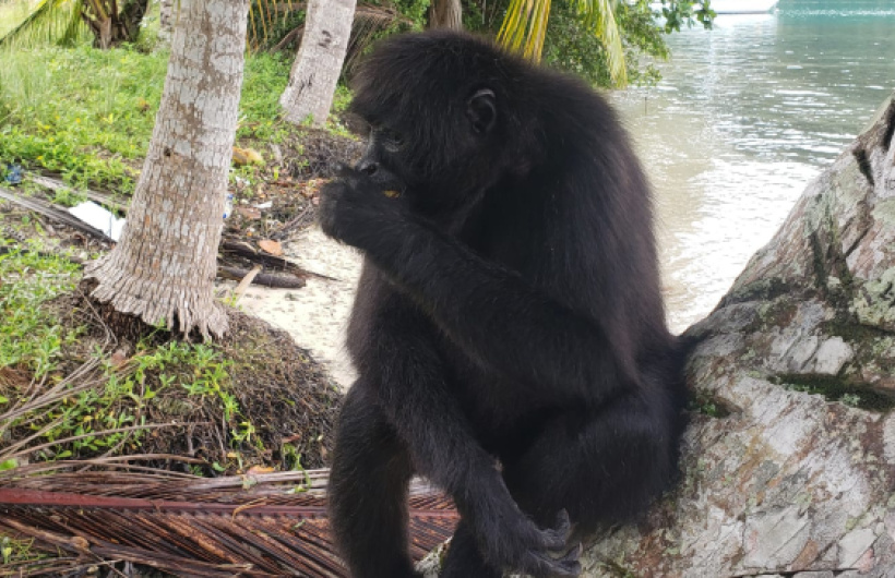 Paga $20: Tour a Isla Mamey