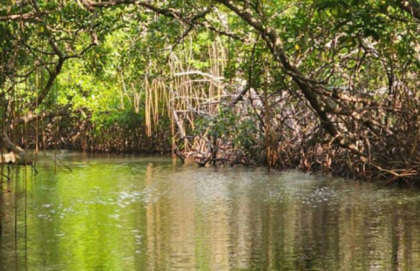 Paga $20: Tour a Isla Mamey