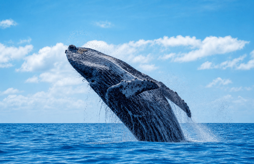 Desde $75: Tour de Avistamiento de Ballenas