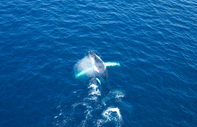 Desde $75: Tour de Avistamiento de Ballenas