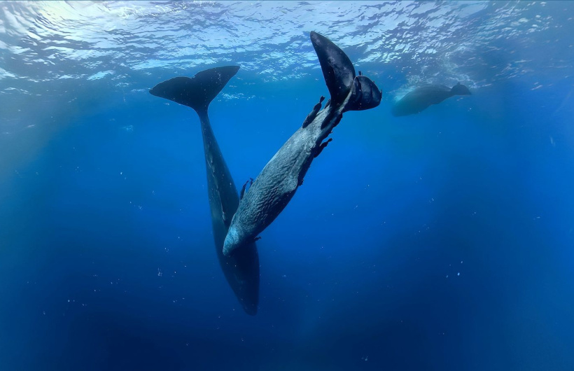 Paga $10.40: Experiencia de Realidad Virtual