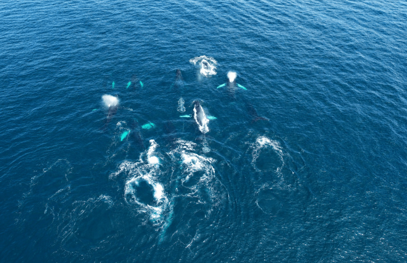 Desde $75: Tour de Avistamiento de Ballenas