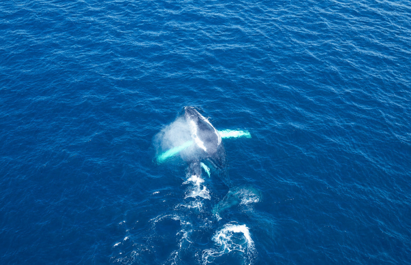 Desde $75: Tour de Avistamiento de Ballenas