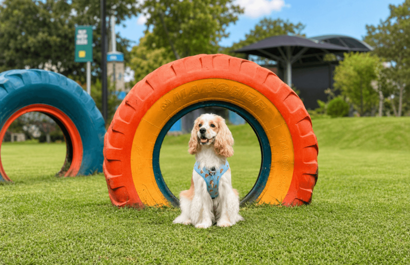 Paga $5.35: Parque de Perros